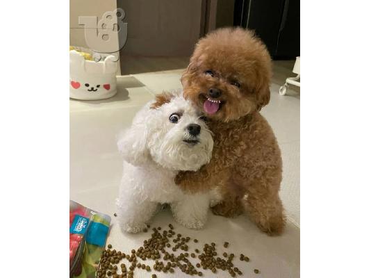 Cute Poodle puppies